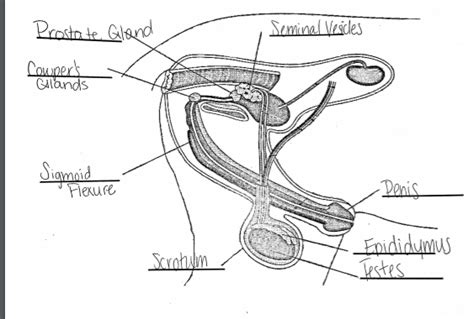 Male Reproductive System Diagram Quizlet Human Anatomy