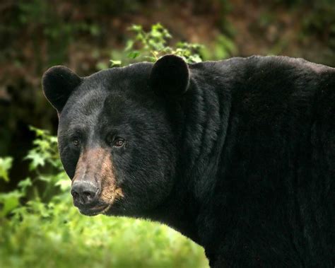 Black Bear Boom In Northern Lower Peninsula Creating A Nuisance For