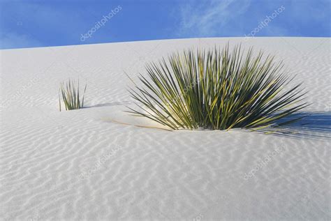 Cactus Growing In The White Sand Dunes National Park — Stock Photo