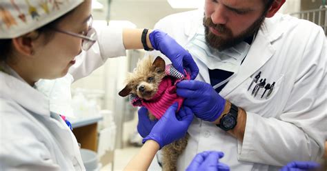 Where medicine meets love: UT vet center's critical care unit only