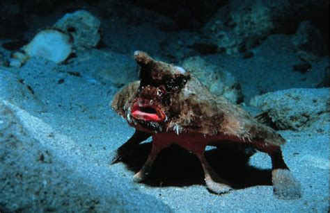 Photos The Freakiest Looking Fish Deep Sea Creatures Weird Animals