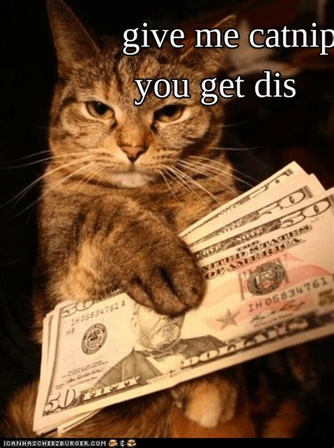 Money Cat Lolcats Lol Cat Memes Funny Cats Funny Cat Pictures