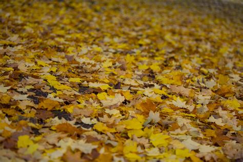 Autumn Leaves Free Stock Photo Public Domain Pictures