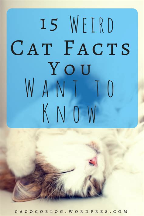 Fun Fact Friday 15 Weird Cat Facts You Want To Know Cat Facts Crazy