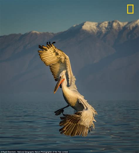 National Geographic Nature Photographer Of The Year 2017