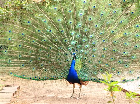 Indian Blue Peafowl Alexandria Zoo