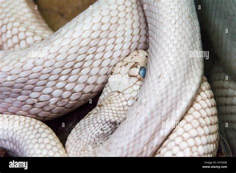 Photo Of Dangerous White Snake With Blue Eyes Stock Photo Alamy