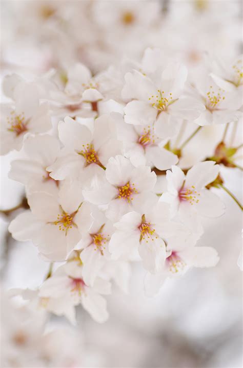 Wallpaper Japan White Branch Cherry Blossom Pink Spring Tree