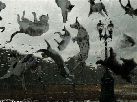Animated Raining Cats And Dogs 