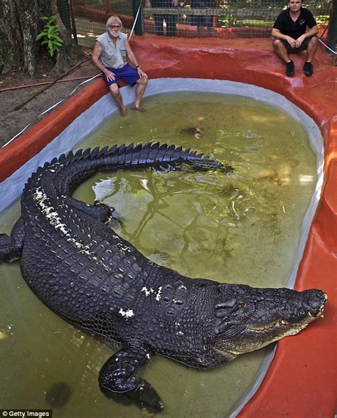 the world s biggest crocodile he s 18ft long weighs a tonne and is 100 years old daily mail
