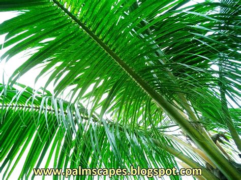 The coconut tree (cocos nucifera) is a member of the palm tree family and the only living species of the genus cocos. PalmScapes: The Golden Malay Coconut Palm