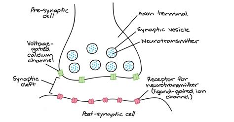 Neurons Organismal Biology