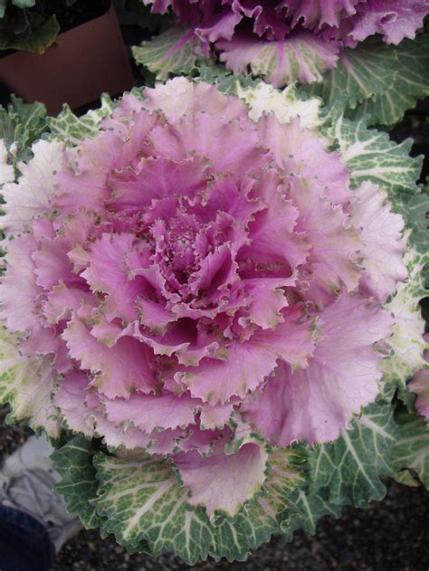 Flowering Kale Brassica Songbird Pink In The Brassicas Database