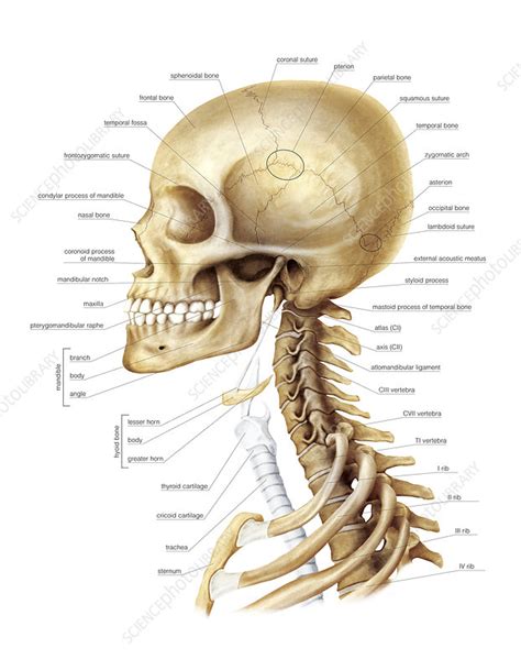 Head And Neck Artwork Stock Image C0208465 Science Photo Library