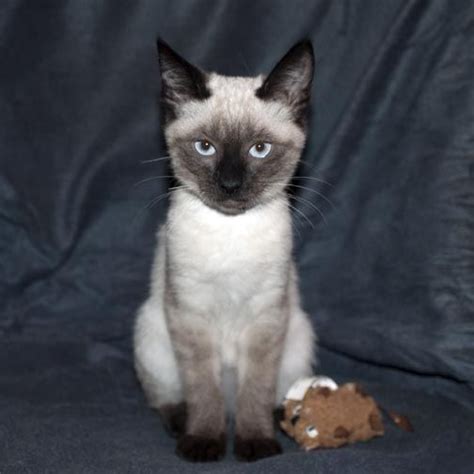 Seal Point Siamese Cats For Adoption Carrying A Fetus Diary Image
