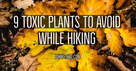 9 Toxic Plants To Avoid While Hiking Plants Hiking Toxic