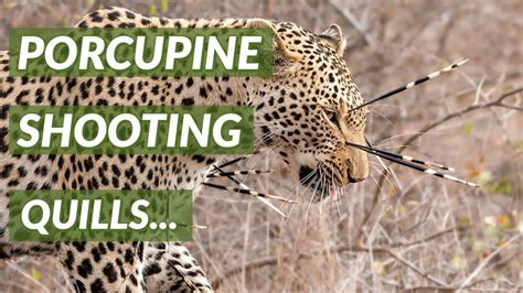 Can Porcupines Shoot Their Quills Did You Know Thursday 15 Youtube