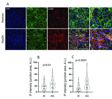 Visualization And Quantification Of Tight Junction Protein