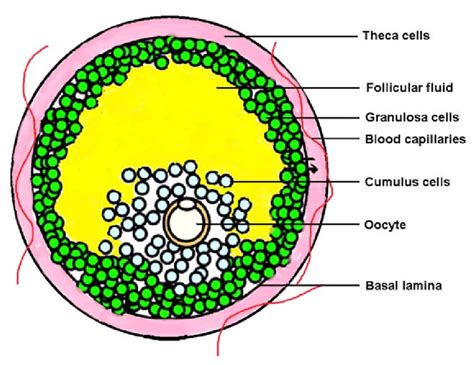 Schematic Presentation Of A Fully Grown Follicle Indicating Different