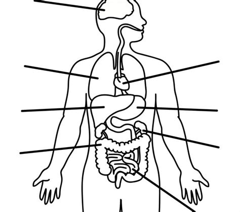 Posted in diagrams women tagged female anatomy female body. Human Body Outline Drawing at GetDrawings.com | Free for ...