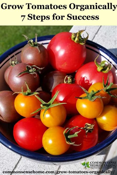 How To Grow Tomatoes Organically 7 Steps For Success