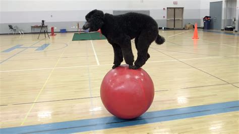 Watch This Poodle Set A World Record For Walking On A Balance Ball