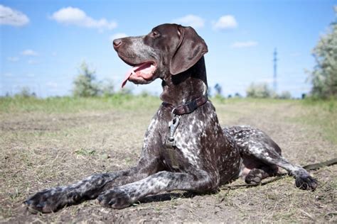 He is a 20 pound three month old german short haired pointer mixture who will likely weigh about. German Shorthaired Pointer: A Complete Guide to the GSP Dog
