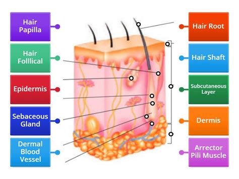 The Pilosebaceous Unit Labelled Diagram