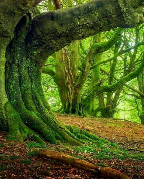 Celtic Forest Haunted Forest Scotland Nature Beautiful Nature
