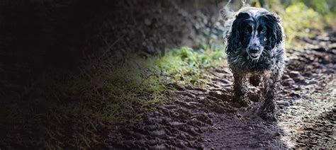 Check spelling or type a new query. What muddy dogs need to know about Alabama Rot | Pet Insurance | LV=