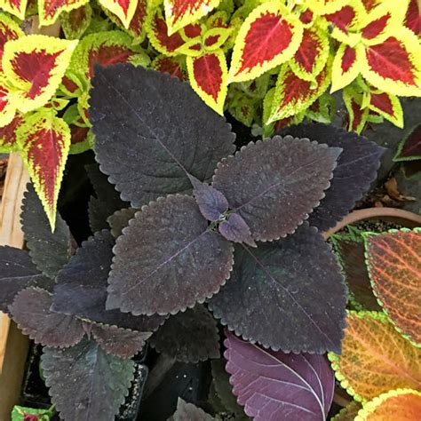 Giant Exhibition Palisandra Coleus Seeds Annual Flower Seeds