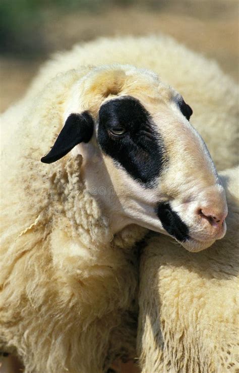 Causses Du Lot Domestic Sheep A French Breed Stock Image Image Of