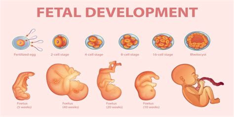 Prenatal Development Chart Poster Laminated Demoduepuntiassociazioneit