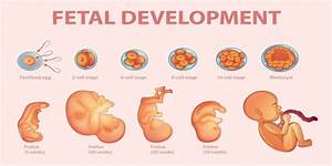 Fetal Development Stages And Baby Growth Gynecology Care Qatar
