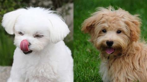 Two Small White Dogs Sitting Next To Each Other In The Grass With Their