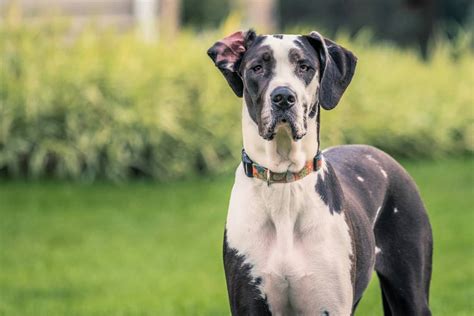Mantle Great Dane Everything You Need To Know Bubbly Pet