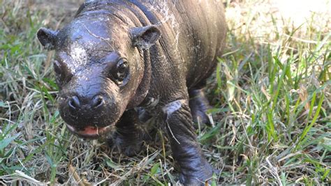Gallery Pygmy Hippo Born At Louisville Zoo