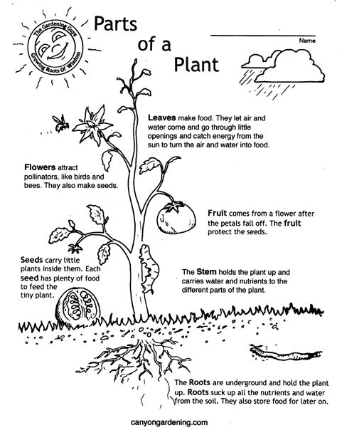 Printable Parts Of A Plant