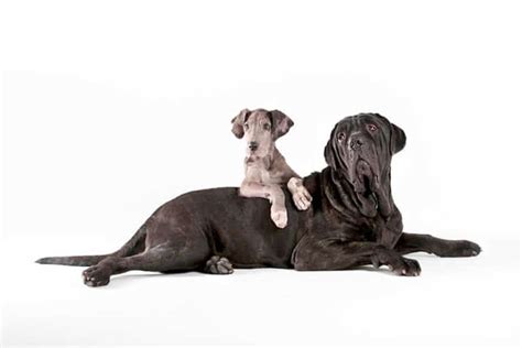 21 Things You Probably Don T Know About Great Danes
