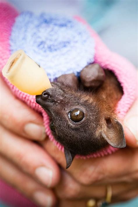 Spectacled Flying Fox Orphans Receive Special Care Zooborns