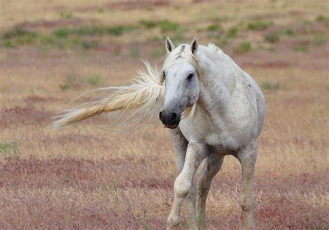 My Deepest, Darkest Places: Utah Wild Horses Shoot