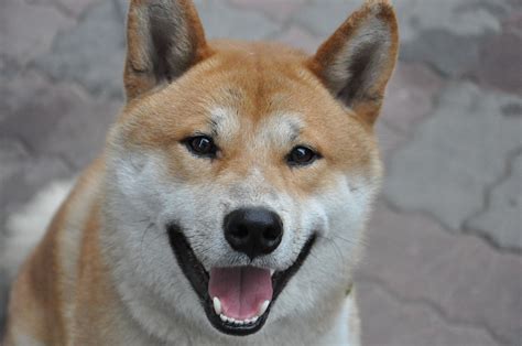 The shiba inu (柴犬, japanese: Shiba inu - mały, charakterny i niezależny pieseł