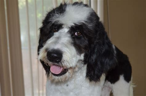 Black And White Parti Goldendoodles Of Nicholas Or Panda She Is