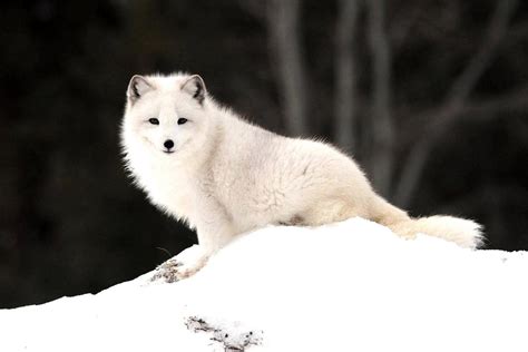 Baby White Fox Wallpapers Top Free Baby White Fox Backgrounds