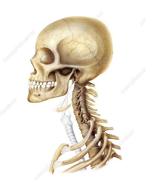 Head And Neck Artwork Stock Image C0208464 Science Photo Library