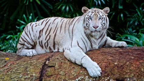 Top 16 White Tiger Facts Diet Habitat Genetics And More