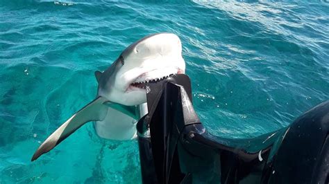 Petition · End Shark Finning And Overfishing Now United States