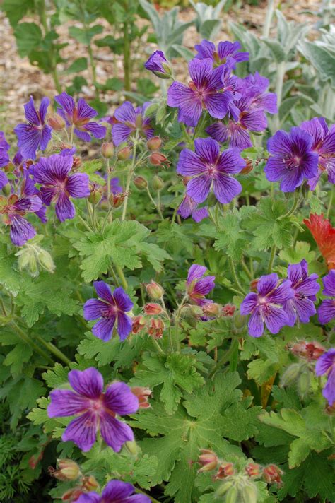 Geranium With Purple Flowers Flowers Cjk