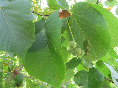 Identifying And Using Linden Edible Leaves Flowers Seeds Sap And