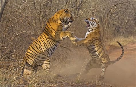 10 Best Wildlife Photographers In India To Inspire From Traveldglobe